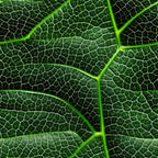 Nature Texture Pattern 9 Minky Fabric