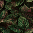 Nature Texture Pattern 5 Minky Fabric — plush minky folded close-up preview (mv-minky-v1:lying)