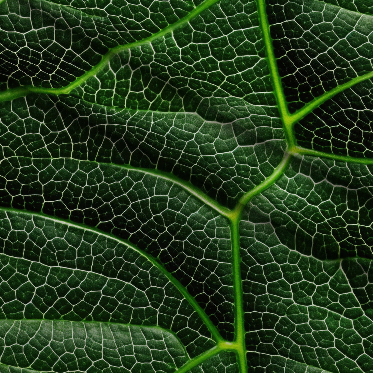 Nature Texture Pattern 9 Minky Fabric — plush minky folded close-up preview (mv-minky-v1:lying)