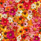 realistic flowers, floral pattern, cosmos flowers, daisy blooms, pink petals, orange blossoms, red flowers, yellow centers, white daisies, magenta blooms, coral petals, vibrant colors, densely packed, botanical design,, fabric panel, summer flowers, garden blooms, cheerful mood, bright palette