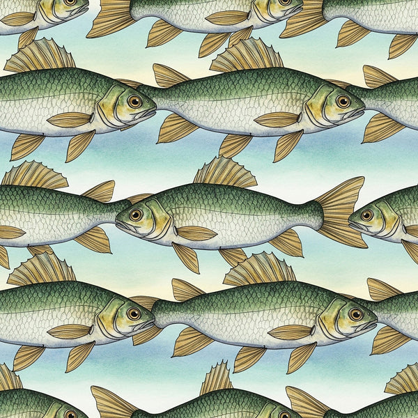 sage green, cream, light blue, tan, gold, fish, aquatic, underwater, nautical, nature, animals, repeating pattern, striped, coastal, fishing, stream, river, freshwater, whimsical, children's, kids room, playroom, nursery, nature-inspired, vintage illustration, hand-drawn, pond life, scales, fins, swimming