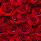 deep red, crimson, burgundy, realistic roses, floral pattern, rose blooms, layered petals, water droplets, romantic flowers, dense arrangement, botanical design,, fabric panel, valentine theme, love motif, rich textures, photorealistic style, seamless pattern, romantic mood, flower photography
