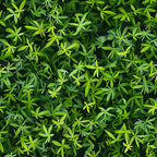 forest green, lime green, bright green, emerald green, tiny leaves, small foliage, leaf pattern, botanical design, nature motif, dense foliage, overlapping leaves,, fabric panel, natural elements, organic pattern, spring theme, gardening theme, realistic leaves, layered design, green tones