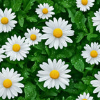 white daisies, yellow centers, green leaves, water droplets, floral pattern, realistic flowers, spring theme, nature design,, fabric panel, botanical print, fresh appearance, meadow flowers, garden scene, vibrant green, bright white, sunny yellow, seamless repeat, natural beauty