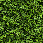 forest green, lime green, emerald, sage green, tiny leaves, leaf pattern, botanical design, nature motif, dense foliage, small scale print,, fabric panel, natural elements, organic pattern, layered leaves, textured appearance, seamless design, earthy tones, garden inspired, miniature botanicals