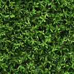 forest green, emerald green, lime green, sage green, tiny leaves, botanical pattern, leaf motif, nature design, dense foliage,, fabric panel, realistic leaves, organic pattern, lush greenery, small scale print, natural texture, layered design, fresh spring, garden theme, botanical illustration